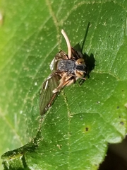 Ophiocordyceps dipterigena