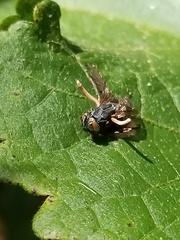 Ophiocordyceps dipterigena