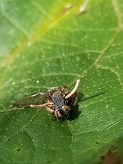 Ophiocordyceps dipterigena