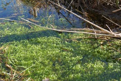 Callitriche hamulata