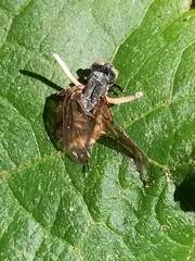 Ophiocordyceps dipterigena