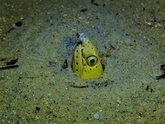 Ophichthus altipennis