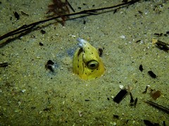 Ophichthus altipennis