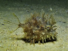 Chaetodermis penicilligerus