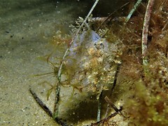 Chaetodermis penicilligerus