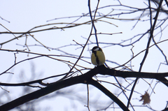 Parus major
