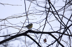 Parus major