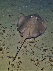 Trygonoptera personata