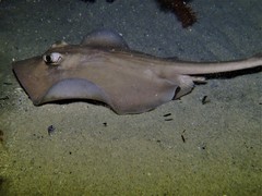 Trygonoptera personata