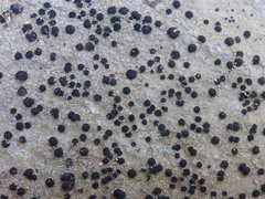 Protoparmelia badia
