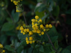 Calceolaria georgiana
