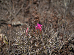 Eriosyce nigrihorrida