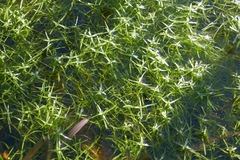 Callitriche hamulata