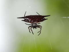 Gasteracantha mengei