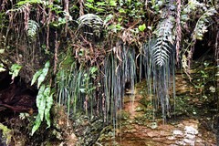 Vittaria isoetifolia