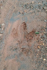 Hydrochoerus hydrochaeris