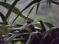 Tyrannus melancholicus