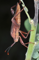 Athaumastus haematicus