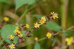 Triumfetta semitriloba