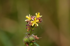 Triumfetta semitriloba