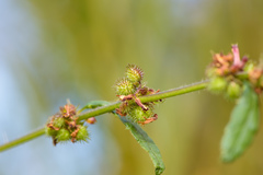 Triumfetta semitriloba