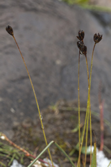Juncus triglumis