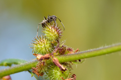 Triumfetta semitriloba