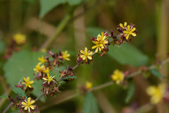 Triumfetta semitriloba