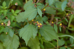 Triumfetta semitriloba