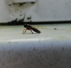 Pyrophaena granditarsis