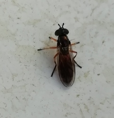 Pyrophaena granditarsis