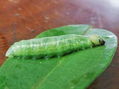 Lepidoptera