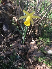 Narcissus
