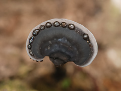 Sanguinoderma rugosum