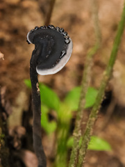 Sanguinoderma rugosum