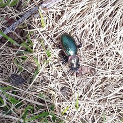 Carabus obsoletus
