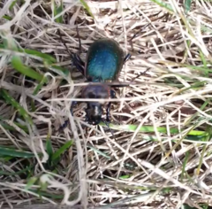 Carabus obsoletus