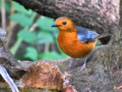 Cossypha natalensis natalensis