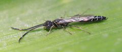 Myzininae