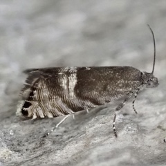 Sereda tautana