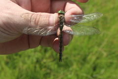 Pinheyschna subpupillata