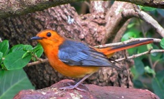 Cossypha natalensis natalensis