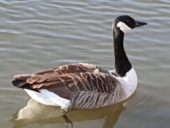 Branta canadensis