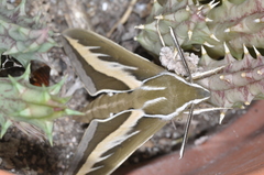Hyles euphorbiarum