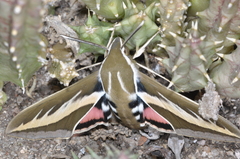 Hyles euphorbiarum