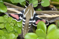 Hyles euphorbiarum