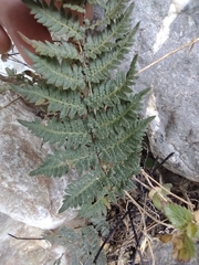 Myriopteris alabamensis