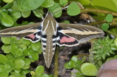 Hyles euphorbiarum