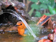 Cossypha natalensis natalensis