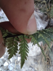 Myriopteris alabamensis